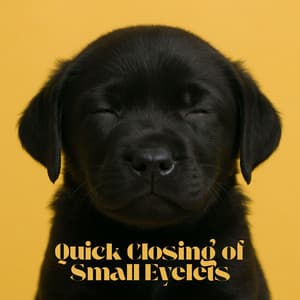 Quick Closing of Small Eyelets - Pet Care Club