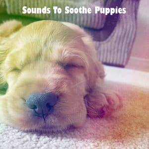 Sounds To Soothe Puppies - Baby Lullaby