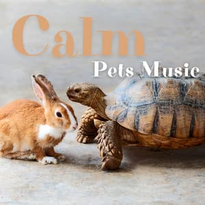 Calm Pets Music - Jazz Music for Cats