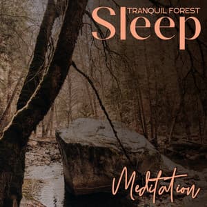 Tranquil Forest: Sleep Meditation - Forest Hills Music Universe
