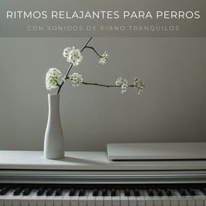 Ritmos Relajantes Para Perros Con Sonidos De Piano Tranquilos - Tranquilidad Piano