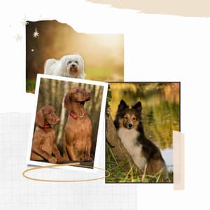 Music for Dog Calming - Dog Jazz Sounds