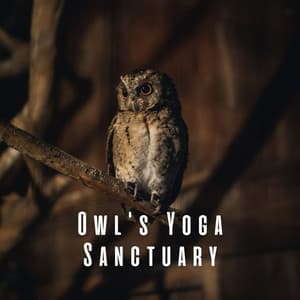 Owl's Yoga Sanctuary: Harmonizing with Nature - Neightbirds