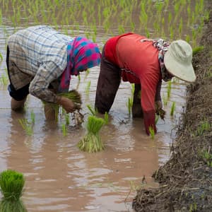 Rainy Workplace: Piano's Professional Notes - ASMR Rain Sound