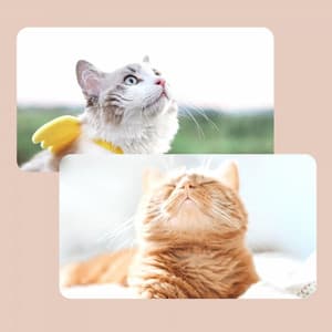 Music for Classic with Cats - Soprano Sax Solo - Cat Relax