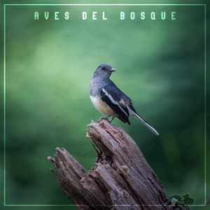 Aves del Bosque: Sonidos de la Naturaleza para la Relajación, la Meditación y el Sueño - Relajante Academia de Música Zen