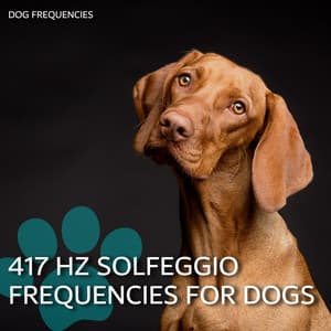 417 Hz Solfeggio Frequencies for Dogs - Dog Music