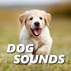 Dog Sounds - Dog Sounds