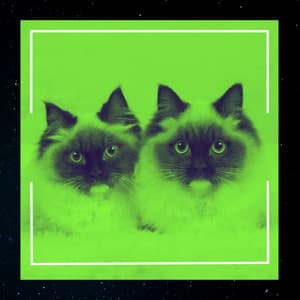 Music for Cool Kittens - Latin Music - Cat Relax