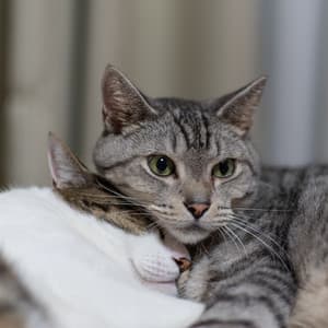 Cat Comfort Zone: Ambient Music for Feline Relaxation - Soothing Music Collection