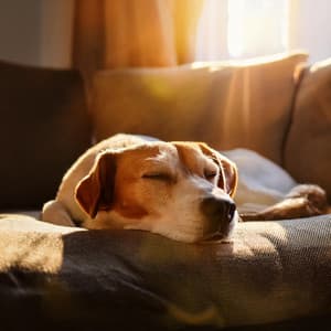 Mascotas Relajantes: Confort Con Música Lofi - Hip-hop instrumental tranquilo