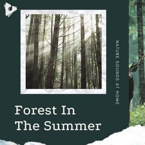 Forest In The Summer - Nature Sounds At Home