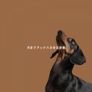犬をリラックスさせる音楽 - Reading Background Music Playlist