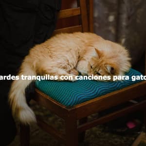 Tardes tranquilas con canciones para gatos - Restaurante de Musica de Lujo