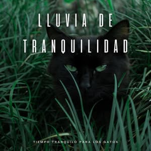 Lluvia De Tranquilidad: Tiempo Tranquilo Para Los Gatos - ASMR Lluvioso