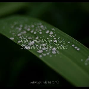 Summer Rain 2023: Soothing Rain Drops - Relax Meditate Sleep
