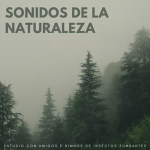 Sonidos De La Naturaleza: Estudio Con Amigos E Himnos De Insectos Zumbantes - La naturaleza llama