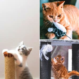 Quintet Jazz - Calm Music for Cats