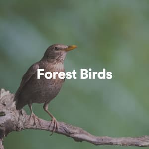 Forest Birds - Forest Sounds
