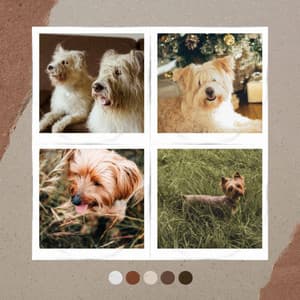 Ambiance for Cool Pups - Music for Dogs Radio