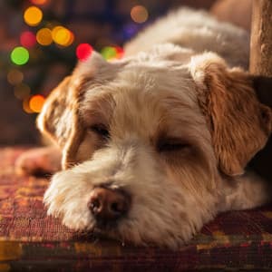 Música De Guitarra Para Perros: Rasgueos Calmantes Y Armonía - Sonidos Suaves de Olas