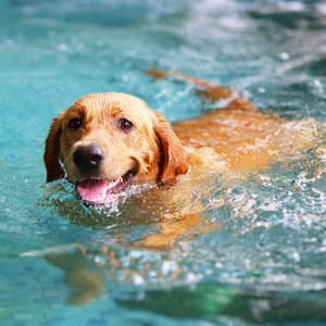 Water's Retreat: Ambient Bird Tones for Pet Relaxation - Swedish-Bird-Sounds