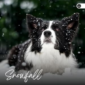 Snowfall - Weather and Nature Recordings