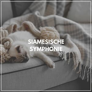 Siamesische Symphonie - Katzenmusik