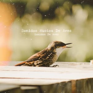 Sonidos Musica De Aves - Sonidos De Aves