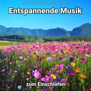 ! ! ! ! ! Entspannende Musik zum Einschlafen - Entspannungsmusik Abteilung