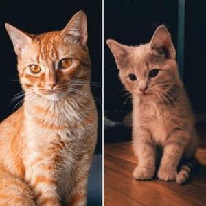 Jazz Trio - Background for Cute Cats - For Cats Only