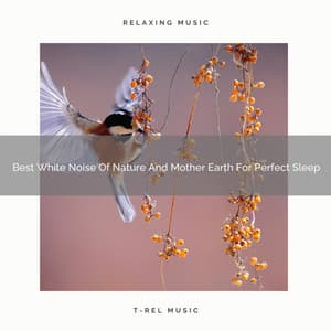Best White Noise Of Nature And Mother Earth For Perfect Sleep - The Noise Project
