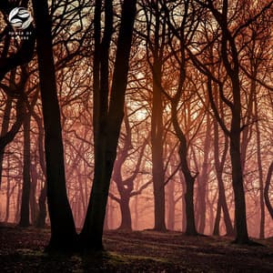 Mystic Forest's Echoing Melodies - Mother Nature Ambience