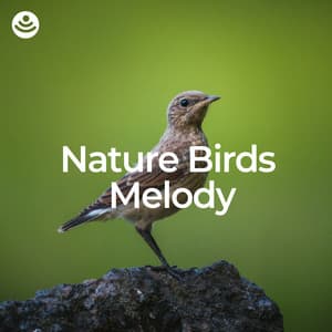 Nature Birds Melody - Nature And Bird Sounds