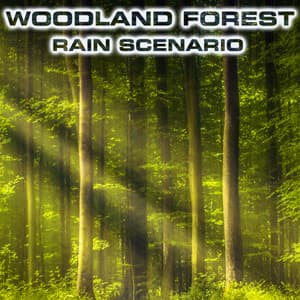 Woodland Forest Rain Scenario - Nature Scenario Sounds