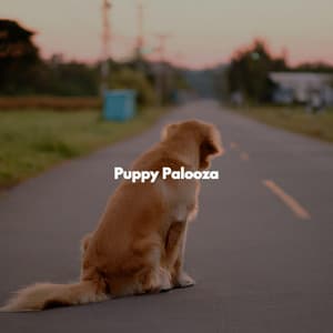 Puppy Palooza - Hotel Luxury Jazz