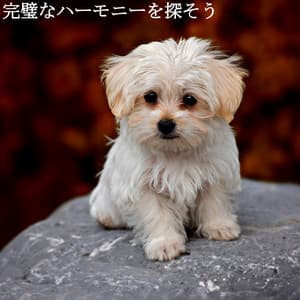 完璧なハーモニーを探そう - Coffee House Chill Out Relax