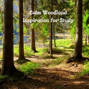 Calm Woodland Inspiration for Study - Nature And Bird Sounds