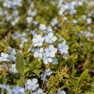 100 Waves: Mental Oasis - Nature Sound Collection