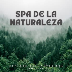 Spa De La Naturaleza: Sonidos Calmantes Del Bosque - La fuga del bosque