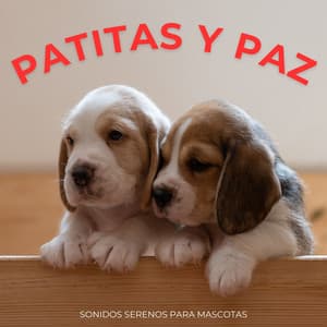 Patitas Y Paz: Sonidos Serenos Para Mascotas - Lista de reproducción feliz para relajarse