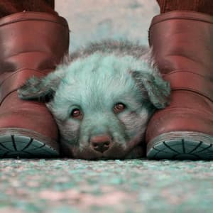 Echoes of Doggy Work - Calming Dog Jazz Classics