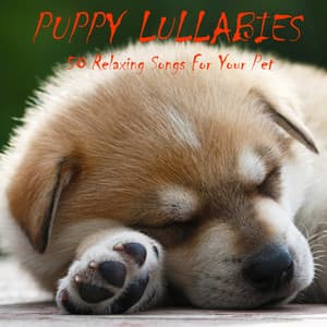 Puppy Lullabies: 50 Relaxing Songs for Your Pet - Piano Music Experts