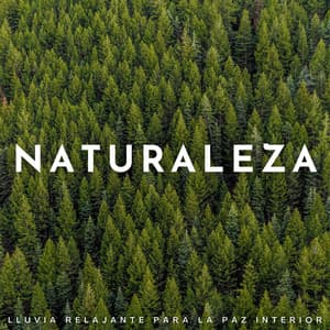 Naturaleza: Lluvia Relajante Para La Paz Interior - Lluvia y Naturaleza