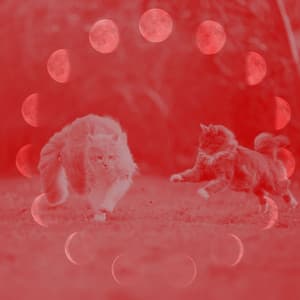 Spirited Bebop - Ambiance for Cute Cat - For Cats Only