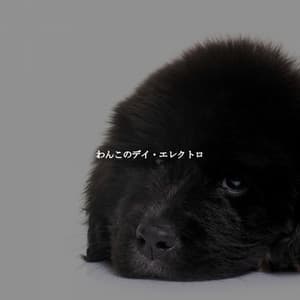 わんこのデイ・エレクトロ - Alegre Trabajar desde Casa