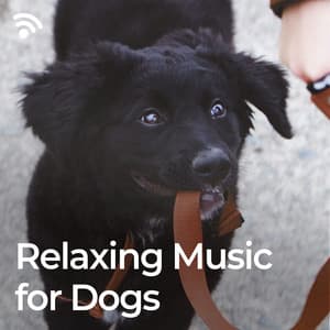 Relaxing Music for Dogs - The Dog Relaxer