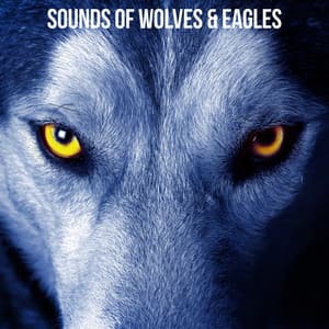 Sounds of Wolves & Eagles - Nature Chillout