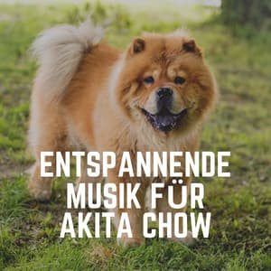 Entspannende Musik Für Akita Chow - Hundemusik