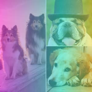 Background Music for Lonely Dogs - Music for Dogs Radio